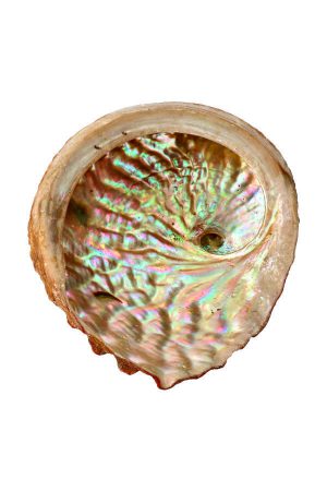 Abalone schelp voor smudge en spirituele energie