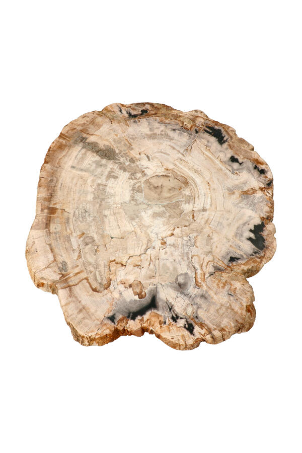Versteend hout Indonesië, 27 cm, 2.1 kilo