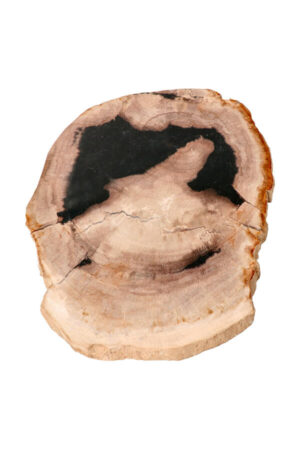 Versteend hout Indonesië 27 cm 1.6 kilo