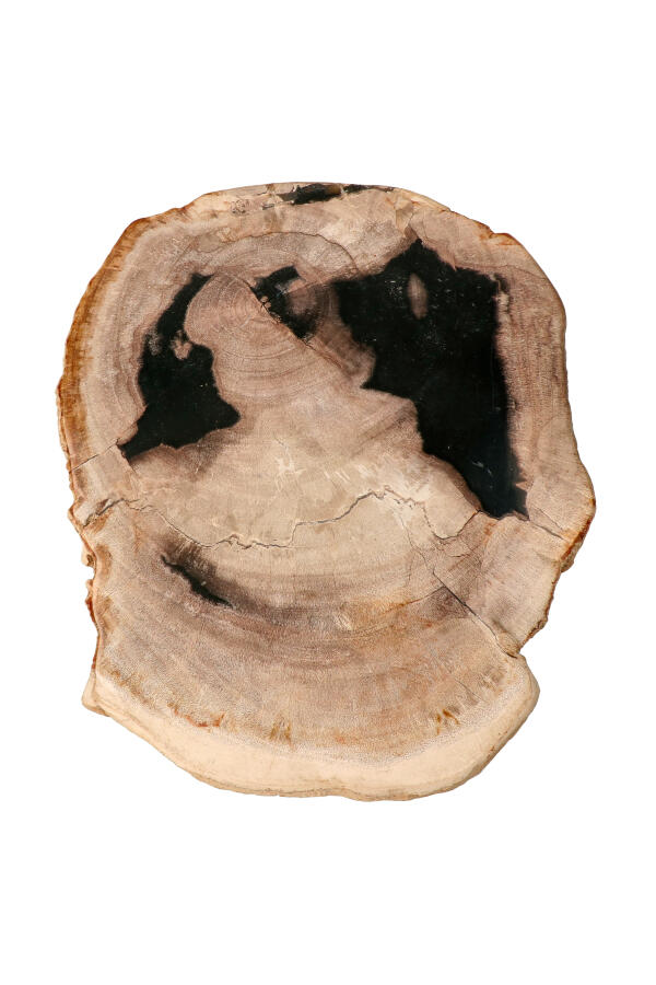 Versteend hout Indonesië, 26 cm, 1.5 kilo
