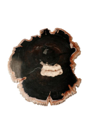 Versteend hout Indonesië 29.5 cm 2 kilo