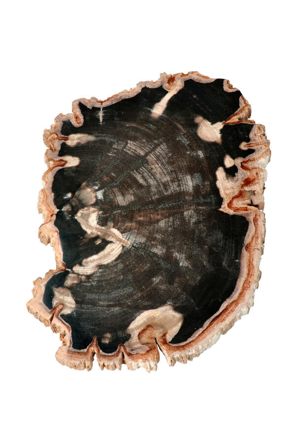 Versteend hout Indonesië 29 cm 1.6 kilo