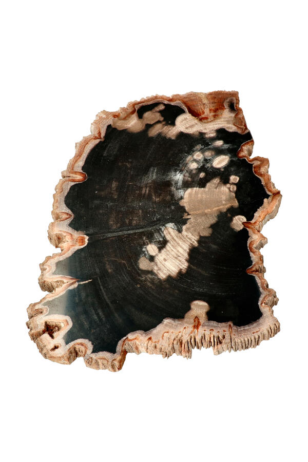 Versteend hout Indonesië 27 cm 2.3 kilo