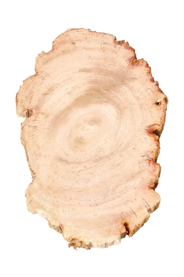 Versteend hout Indonesië 31 cm 1.7 kilo