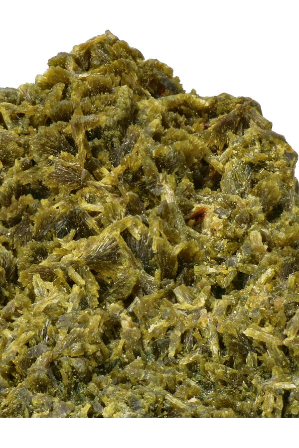 Boom_Epidoot_003_2-geenmarge-1