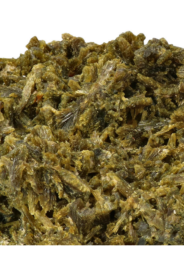 Boom_Epidoot_011_2-geenmarge