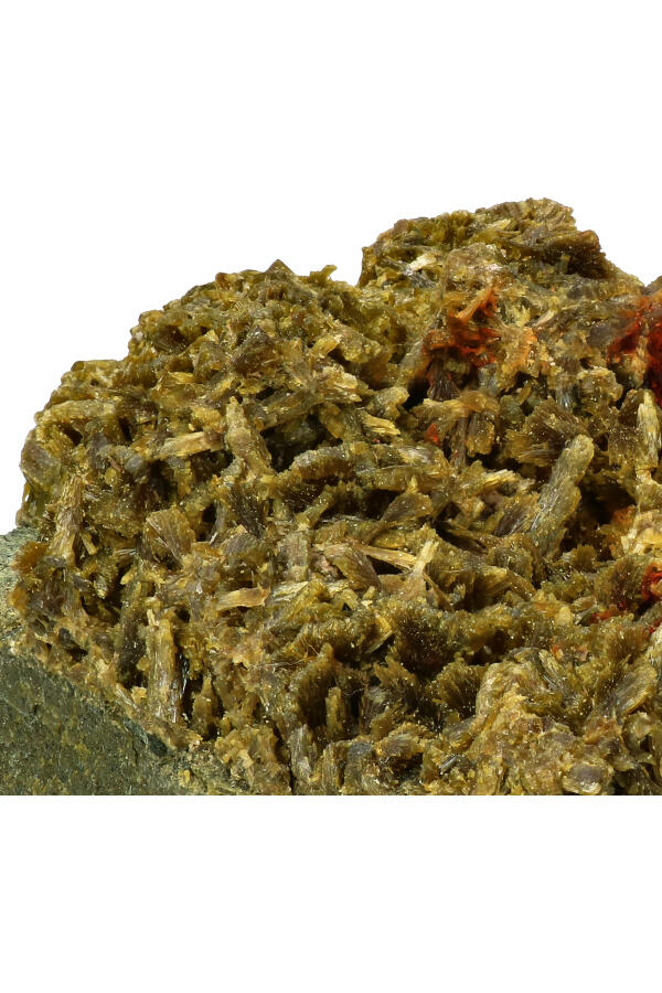 Boom_Epidoot_013_2-geenmarge