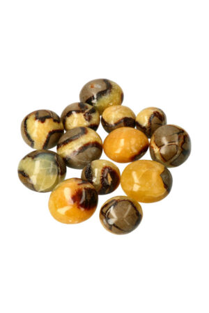 Septarie palm steen, diverse maten, Madagaskar