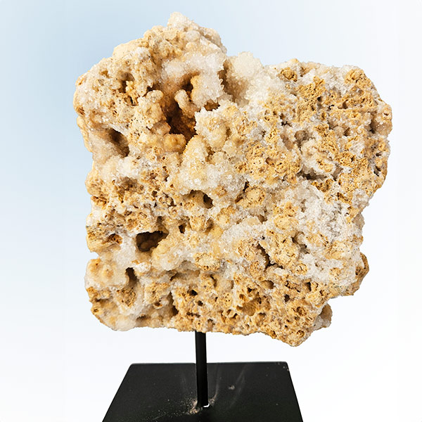 Hondentandcalciet op standaard, 10.3 kg, 39 cm - Afbeelding 2