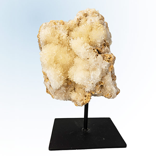 Hondentandcalciet op standaard, 10.3 kg, 39 cm