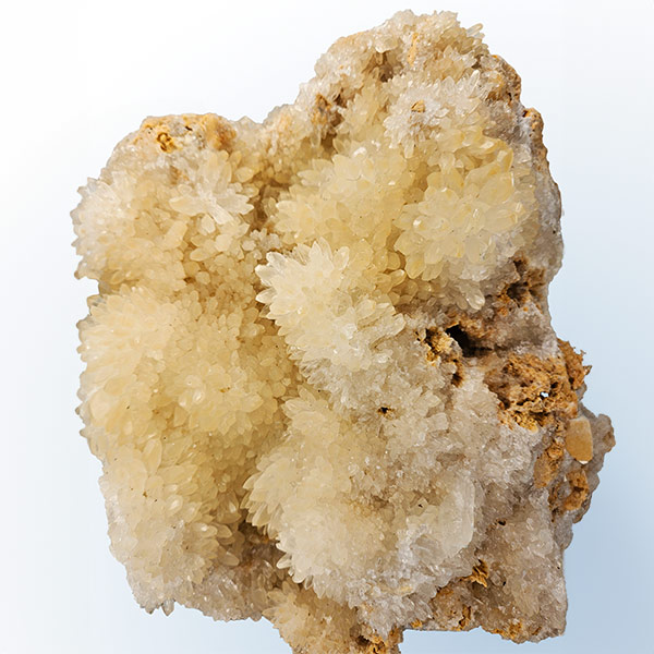 Hondentandcalciet op standaard, 10.3 kg, 39 cm - Afbeelding 4