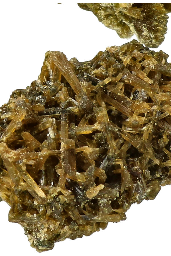 forest-epidoot_2-geenmarge