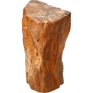 Versteend hout groot bruin