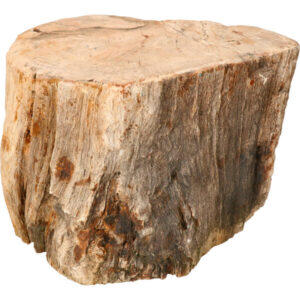 Versteend hout stam, 27 cm, 16 kg, Indonesië